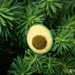 Needle felted avocado miniature, handmade wool